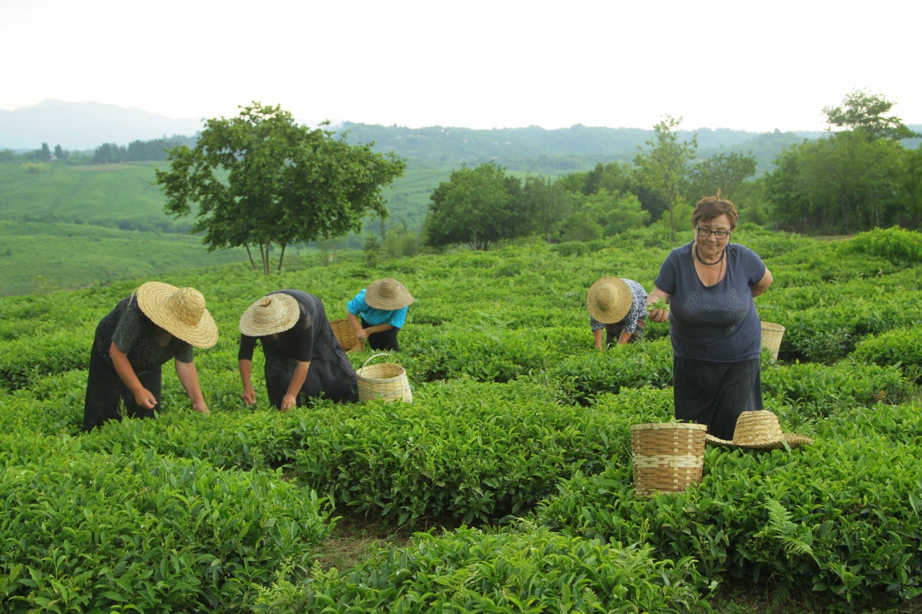 Nagomari tea plantation - hand-picked tea gardens in Guria, western Georgia